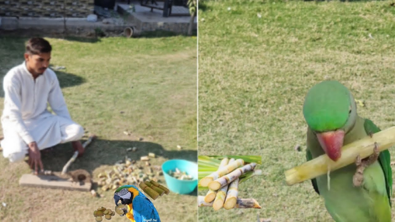 Top Food for Ringneck Breeding Parrots Session, Parrots Eating Food