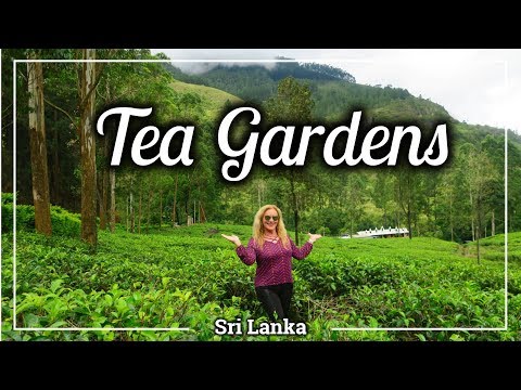 Vídeo: Plantações de chá. Atrações do Sri Lanka: plantações de chá