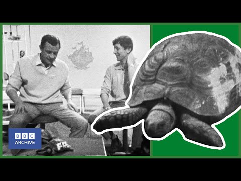 1967: FRED the TORTOISE is REALLY A GIRL | Blue Peter | Animal Magic | BBC Archive Episode cover
