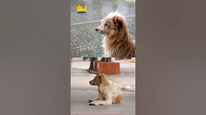 The Dog Who Waited 9 Years | Hachiko’s True Story of Loyalty 🐾 |  #zoonityvibes