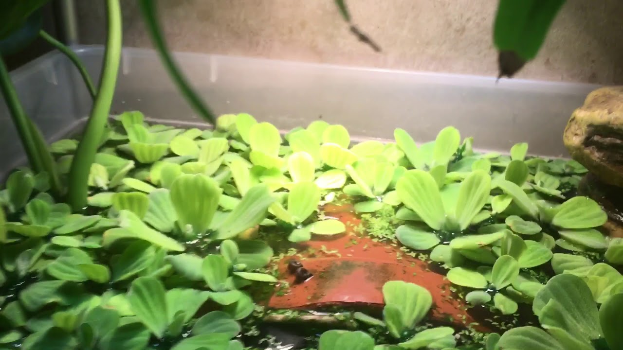 Stinkpot Turtle in Water Lettuce YouTube