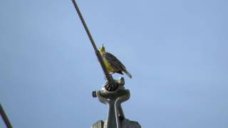 Eastern Meadowlark Song (Watch in 1080HD)