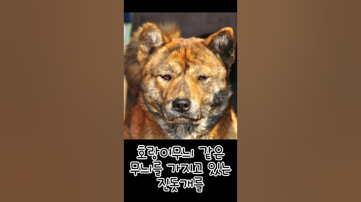 진돗개의 6종류 #shorts #쇼츠 #강아지