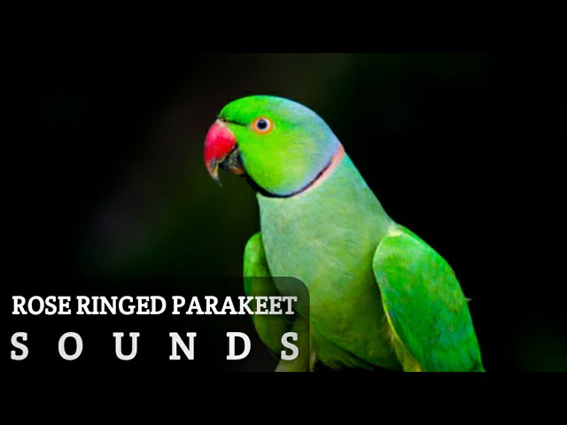 The Rose-ringed Parakeet (Psittacula krameri) - Kaieteur News