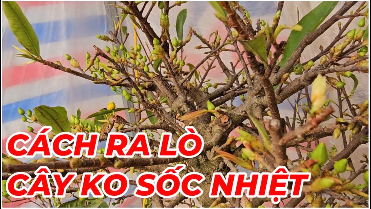 🔴 QBS24627 - CÁCH RA LÒ ĐỂ CÂY MAI VÀNG Ủ NHIỆT KHÔNG BỊ SỐC NHIỆT | RA LÒ CHO CÂY MAI VÀNG Ủ NHIỆT