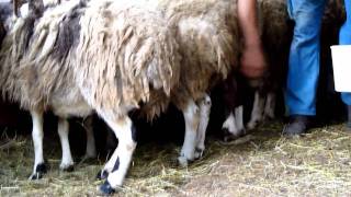 Ordeñando ovejas a la rumana en LON queseria Peñalon