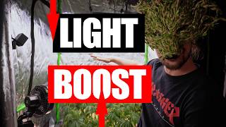 Under Canopy Light Setup - Ende der Wachstumsphase