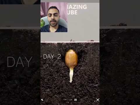 زراعة حمص الشام زراعة الأسطح  اشجار  اكسبلور