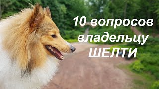 10 вопросов владельцу ШЕЛТИ | Шетландская овчарка