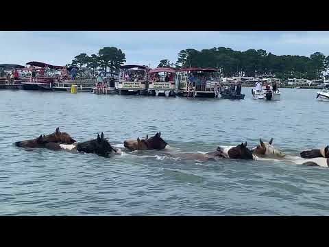 Video: Chincoteague Pony's op Assateague Island