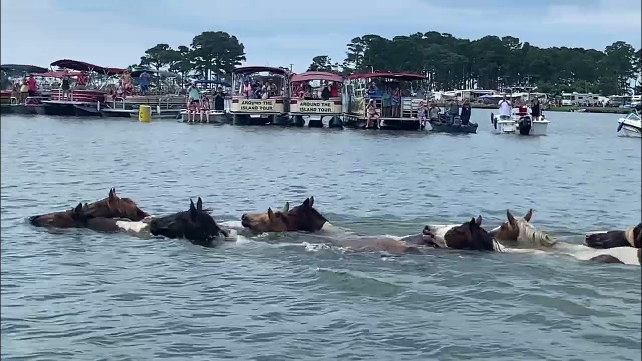97th-annual-pony-swim-auction-chincoteague-ponies-swim-back-to