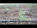 Piantine di pomodoro Innestate Vantaggi e Svantaggi