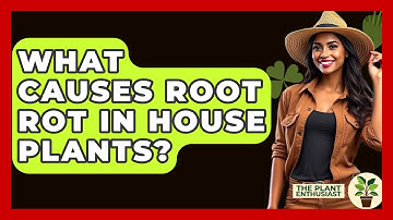 What Causes Root Rot In House Plants? - The Plant Enthusiast