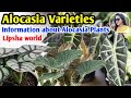 Top 60 Rare Varieties of Alocasia Plant ||  Names and Identification of Elephant Ear Plants