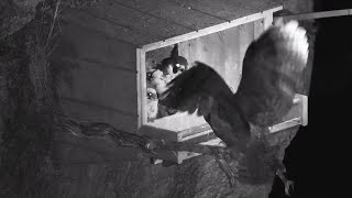 Viewer Discretion Advised: Great Horned Owl attacks little Peregrine Falcons ~ 06-06-2020