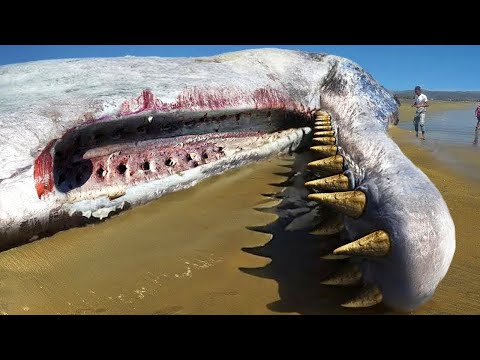 Video: Ku të shkëmbeni para në Kanada