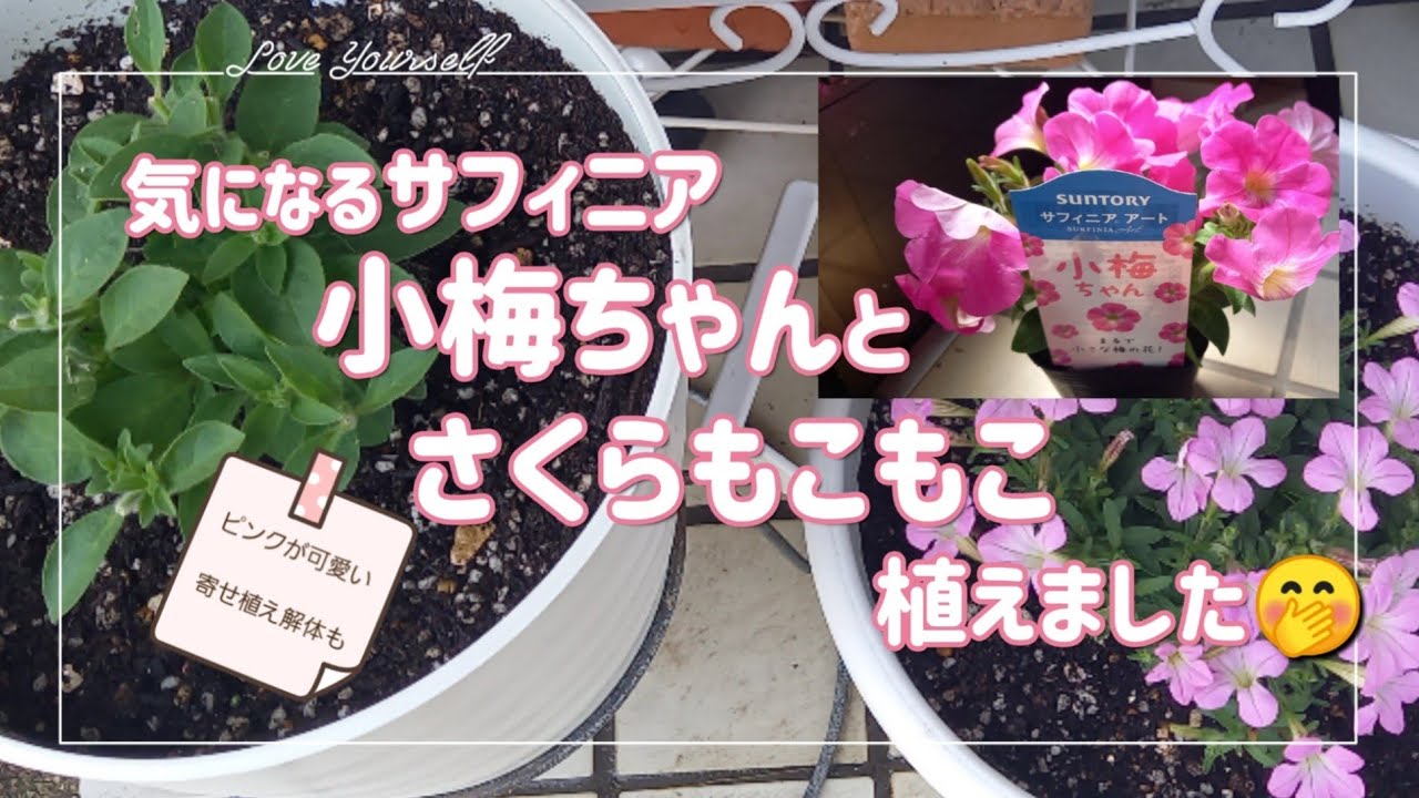 サフィニア】まとまり良く育てやすいようですよ💮寄せ植え解体後は