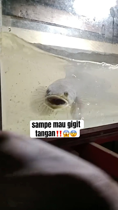 Ikan channa striata atau gabus galak banget sampe gigit kaca #channa #beranda #ikangabus #gabus
