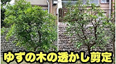 私の剪定記録 No 12 庭木の剪定 柚子 ゆず 高さを下げた状態 Youtube