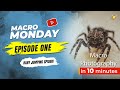 Macro Monday Episode 1 - Baby Jumping Spider