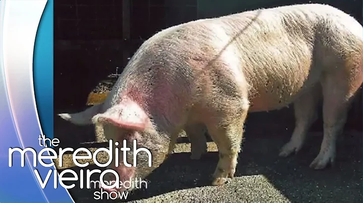 Jerry Springer Loves Bella...a Pig! | The Meredith...