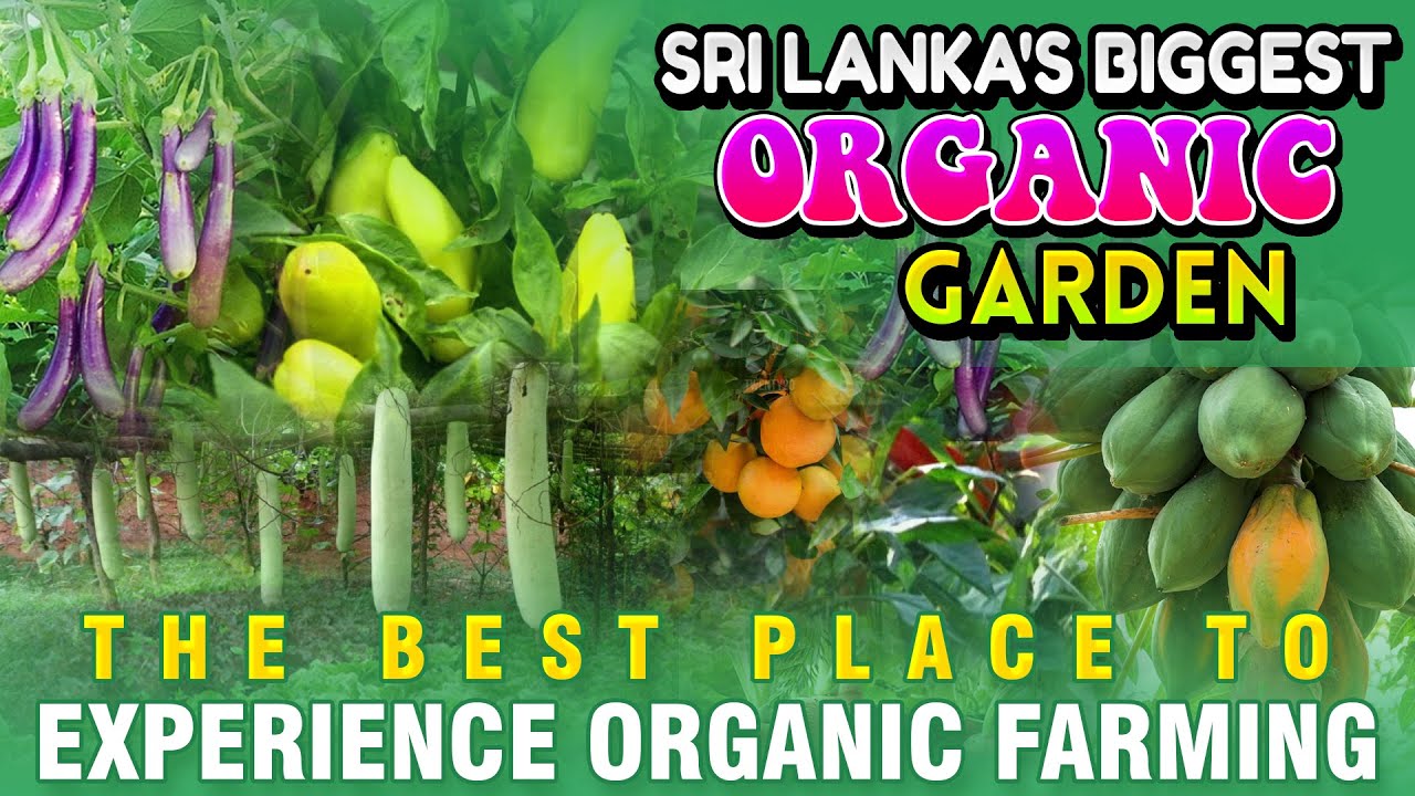Biggest Organic Farm in Sri Lanka Worm Compost Chemical free zone