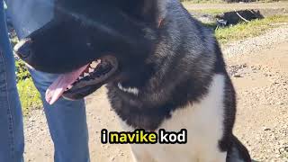 Šaptač psima-Američka Akita (problem šetnja & agresivnost)