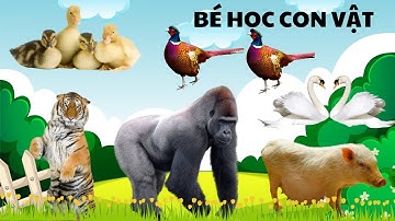 CÙNG RUBY TV HỌC NÓI CÁC CON VẬT: CON BÁO, CON LỢN, CON CHIM | HỌC CÙNG RUBY TV