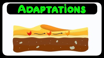 GCSE Biology AQA - Adaptations [2026]