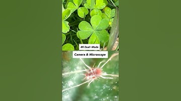 So cool!!You can actually see it with the digital microscope.#microscope #camera #littpopo#nature