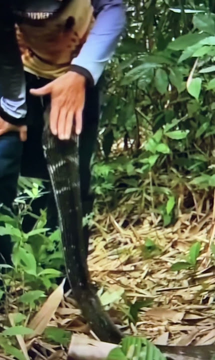 Catching a cobra seems easy #subscribe #like #share #cobra #catchingacobra #easy