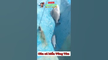 Câu cá biển Vũng Tàu #fishing #cauca #caucabien