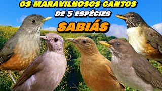 Os Maravilhosos "CANTOS De 5 Espécies De SABIÁS" - Aves POPULARES No Brasil screenshot 2
