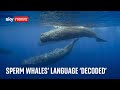 Sperm whale &#39;phonetic alphabet&#39; of song discovered by scientists