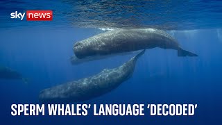 Sperm whale 'phonetic alphabet' of song discovered by scientists