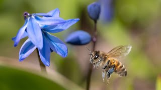 Insects in Slow Motion with OM SYSTEM OM1