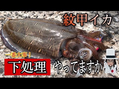 料理 モンゴイカ コウイカ をさばく Youtube