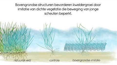 Animatie als samenvatting: Mimicry of emergent traits amplifies coastal restoration success.