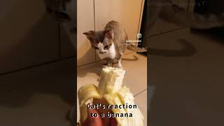 Cats Reaction To A Banana