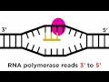 Transcription and Translation: From DNA to Protein image