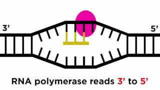 Transcription and Translation: From DNA to Protein Resimi