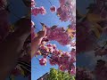 #shorts #shortvideo #travel #vlog #youtubeshorts #ukraine #україна #весна