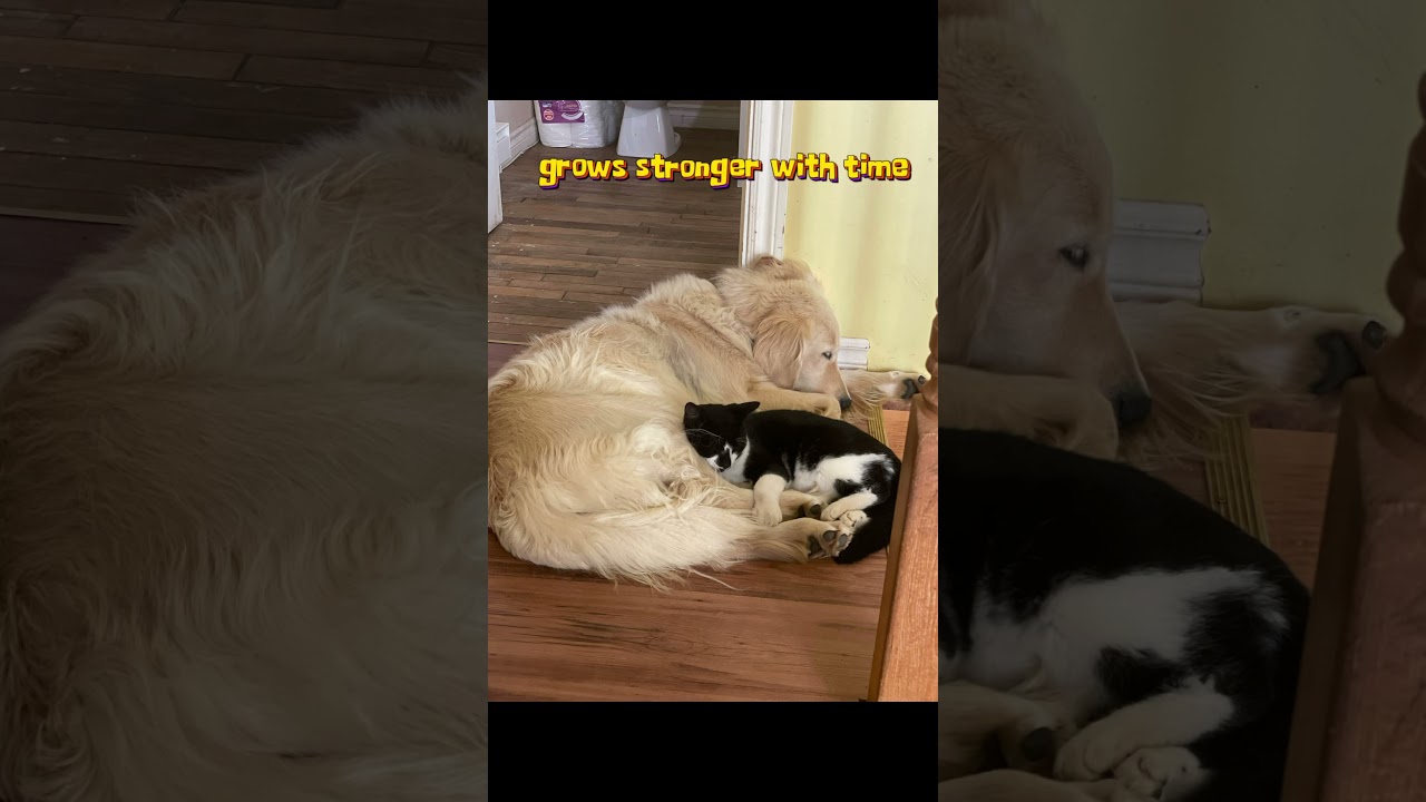 Best Friends Forever: Kitten and Dog Sleeping Buddies !❤️