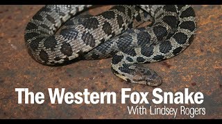 Western Fox Snake 101