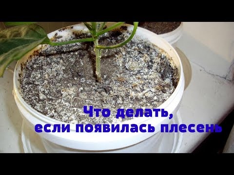 Как избавиться от плесени в горшках