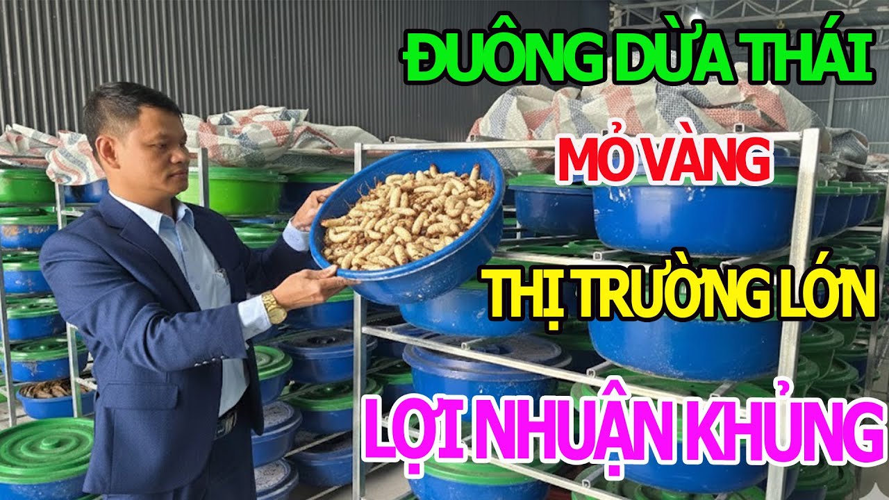 Đuông Dừa Thái Mỏ Vàng Thị Trường Lớn Lợi Nhuận Khủng - Trang Trại Miền Bắc Liên Kết Hỗ Trợ Bà Con