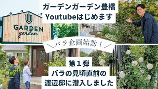 【バラ企画スタート】渡辺邸のバラを見学初心者オススメのバラを聞いてきましたガーデンガーデン豊橋Youtubeはじめます♪