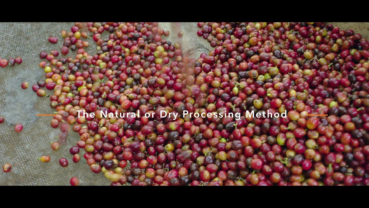 Coffee Modules Episode 07 - The Natural or Dry Processing Method - YouTube