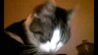 Video062.mp4