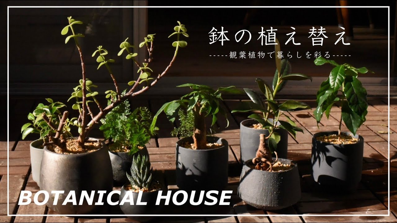 BOTANICAL HOUSE】観葉植物の植え替え方法/おすすめの土 - YouTube